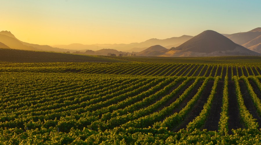 experience-the-edna-valley-harvest