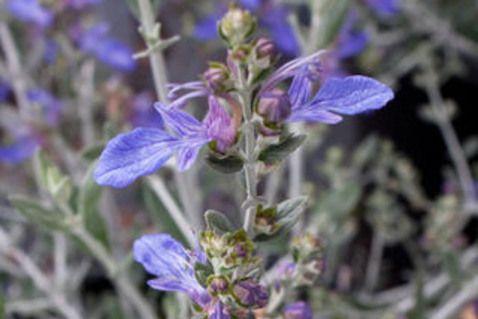 Low Water Flowering Shrubs Sunset Magazine