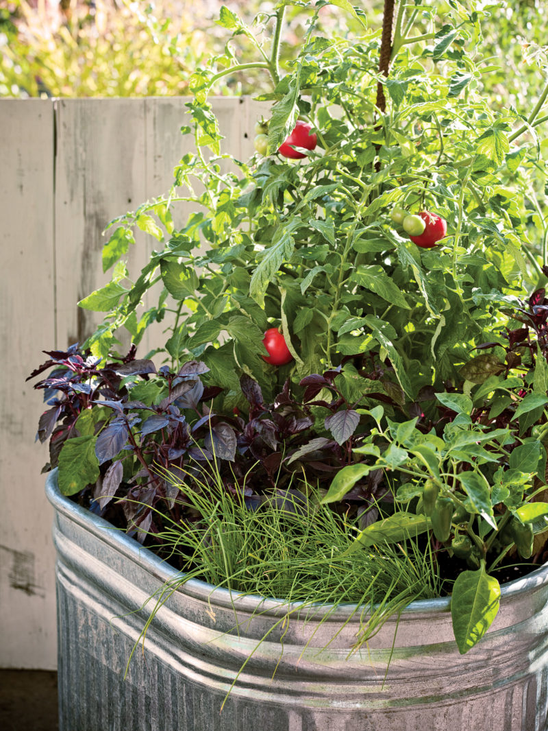 Single container vegetable garden - Sunset Magazine
