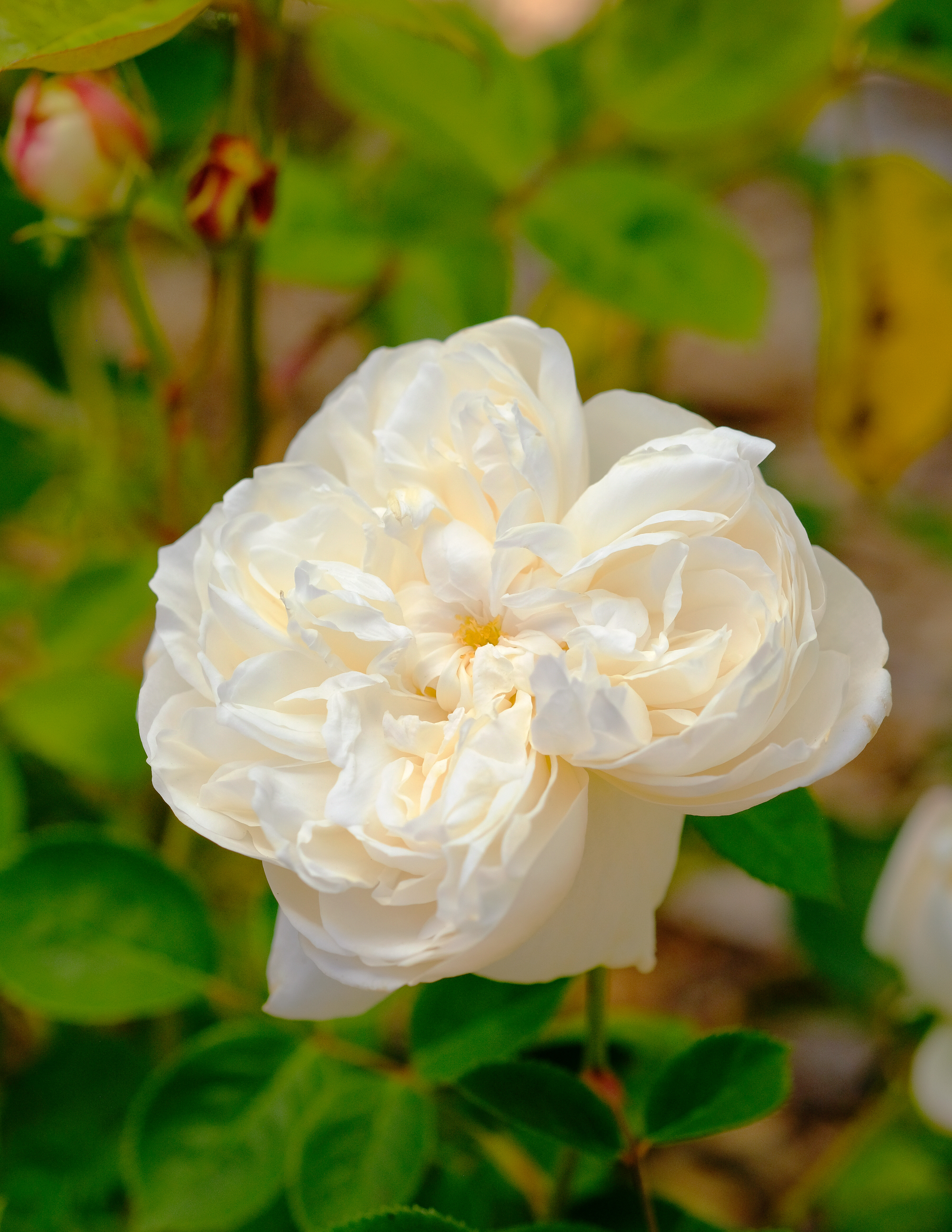 Best Varieties for Your Rose Garden - Sunset Magazine