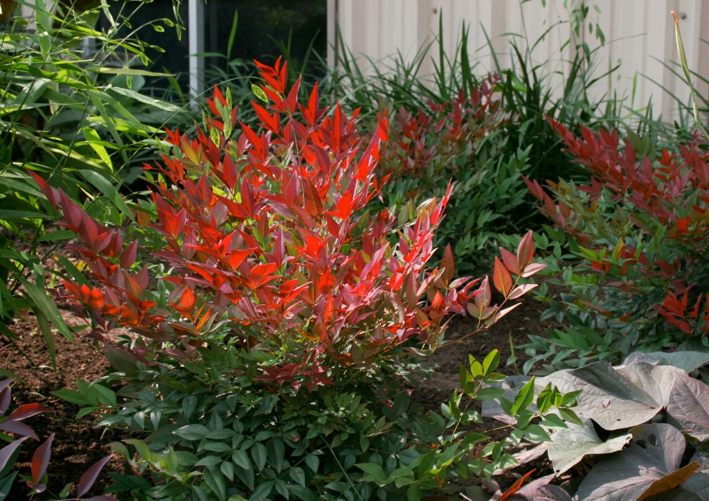 Want Fall Color? You Don’t Need to Plant a Tree