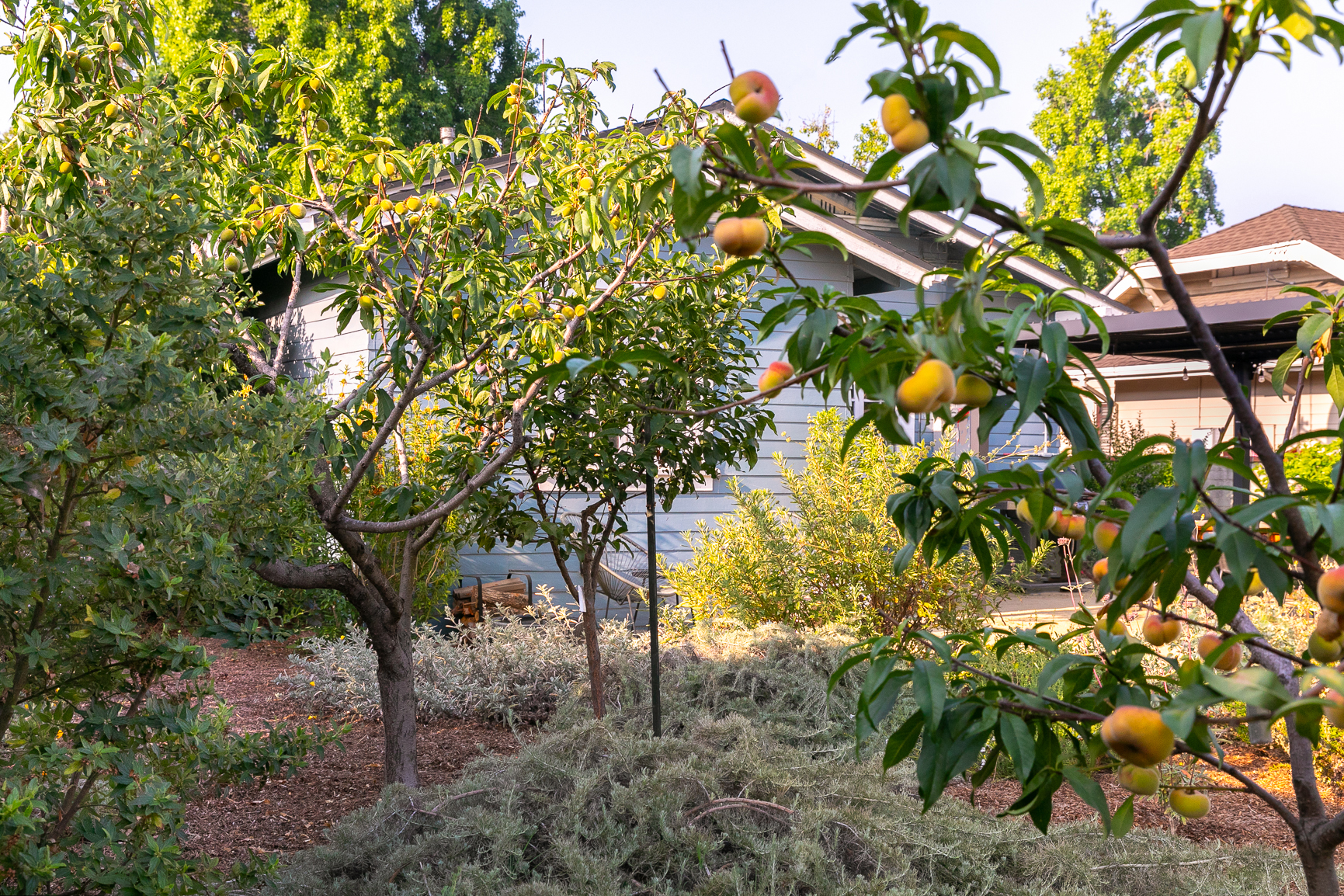 Farmscape Fruit Trees