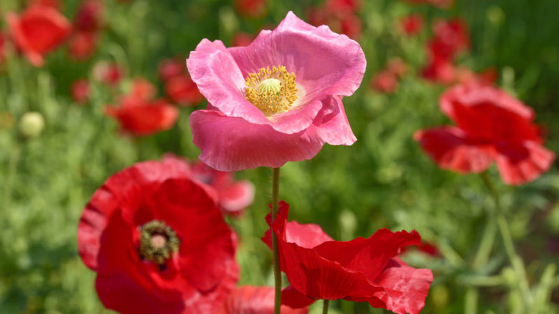 Popular Poppies - Sunset Magazine