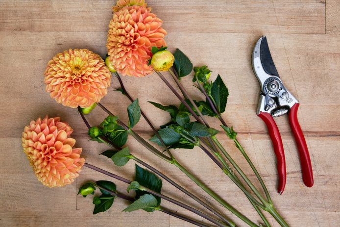 Felco Pruning Shears