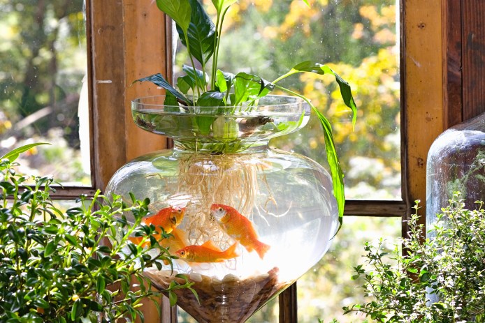 indoor water garden