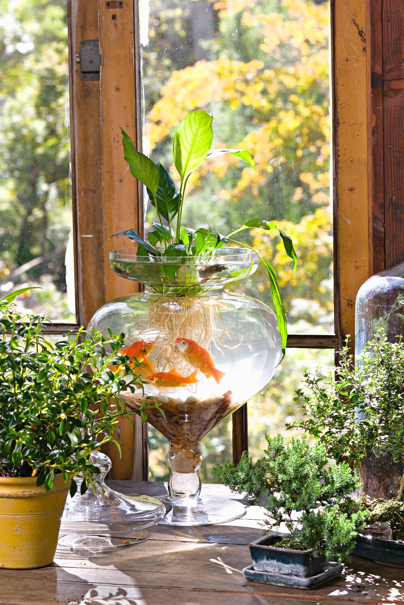 These Aquatic Houseplants Make a Splash Indoors