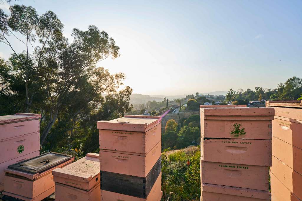 Will Ferrell and LeBron James Are Making Urban Honey. It’s $250 a Jar and It’s Actually Worth It.