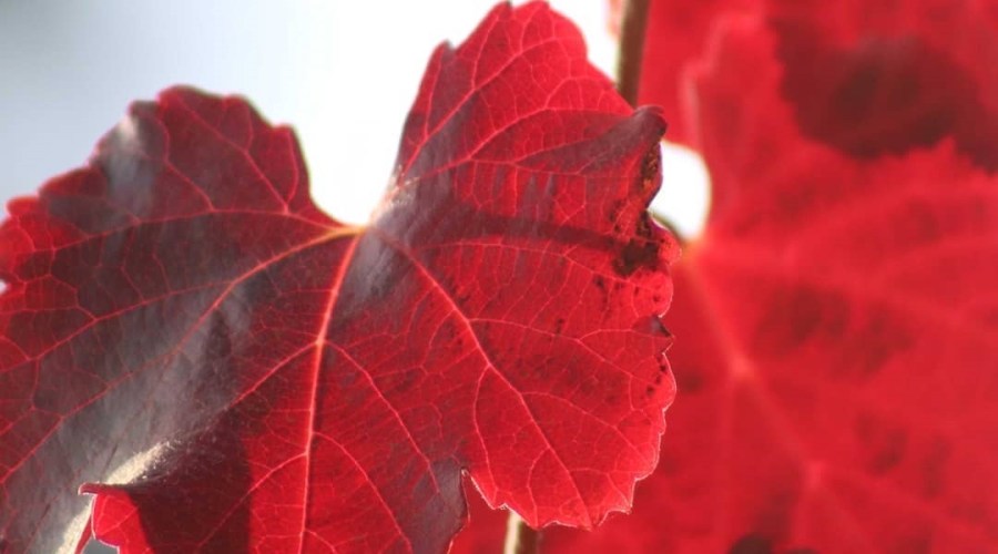 rogers-red-california-grape