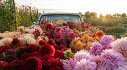 Flowers in Truck