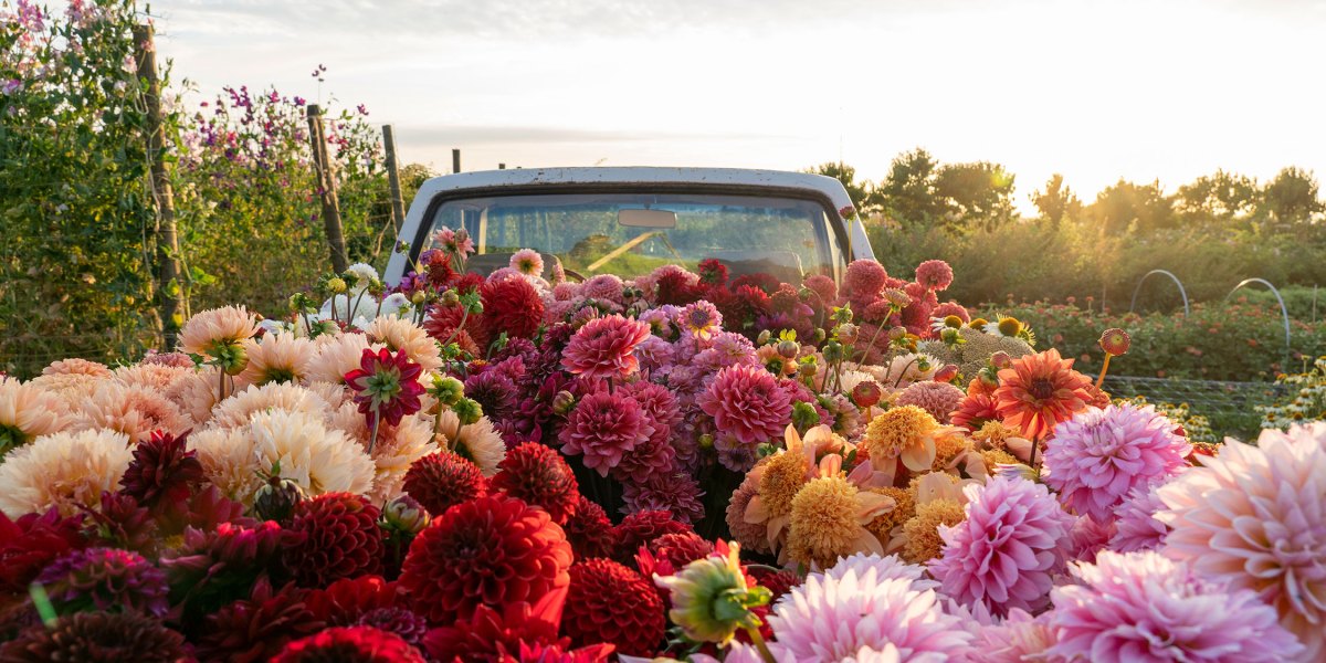 Flowers in Truck