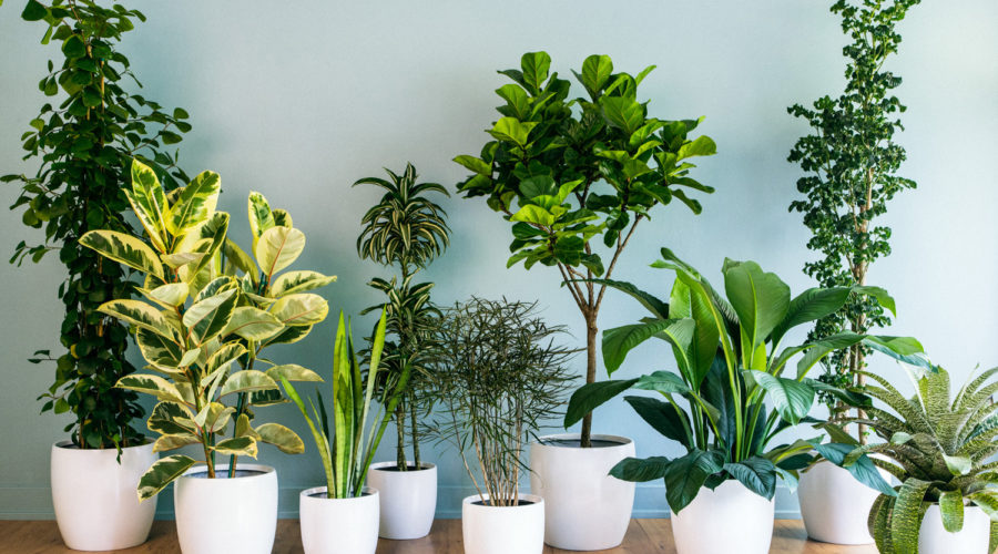 Stunning Foliage Houseplants and Tips How to Grow Them - Sunset