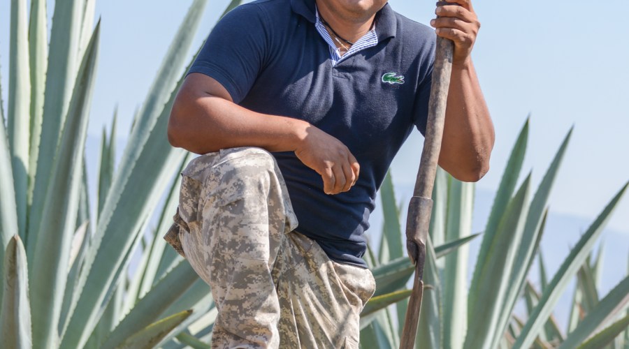 harvesting-agave