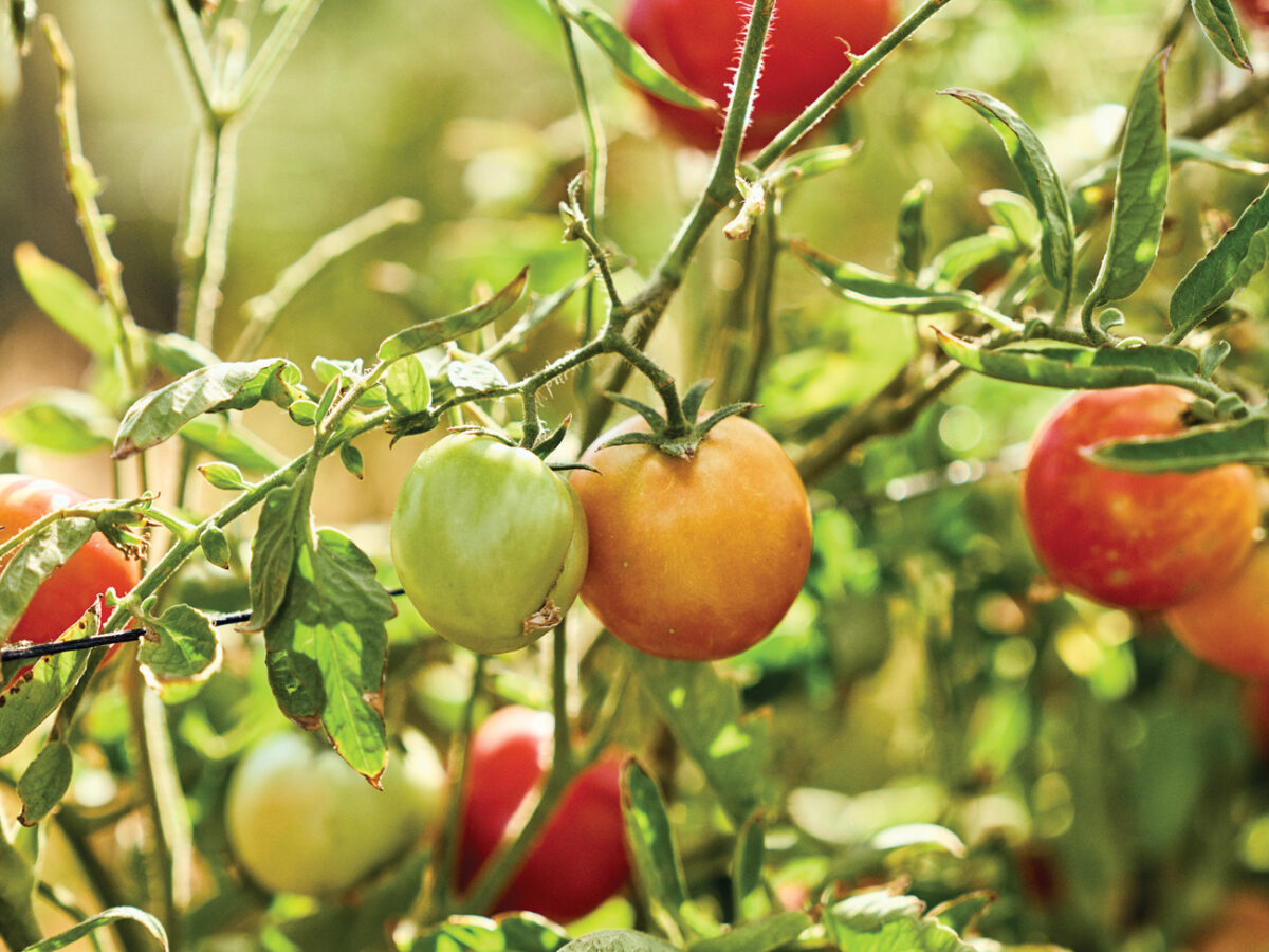 Full Belly Farm Tomato Plants