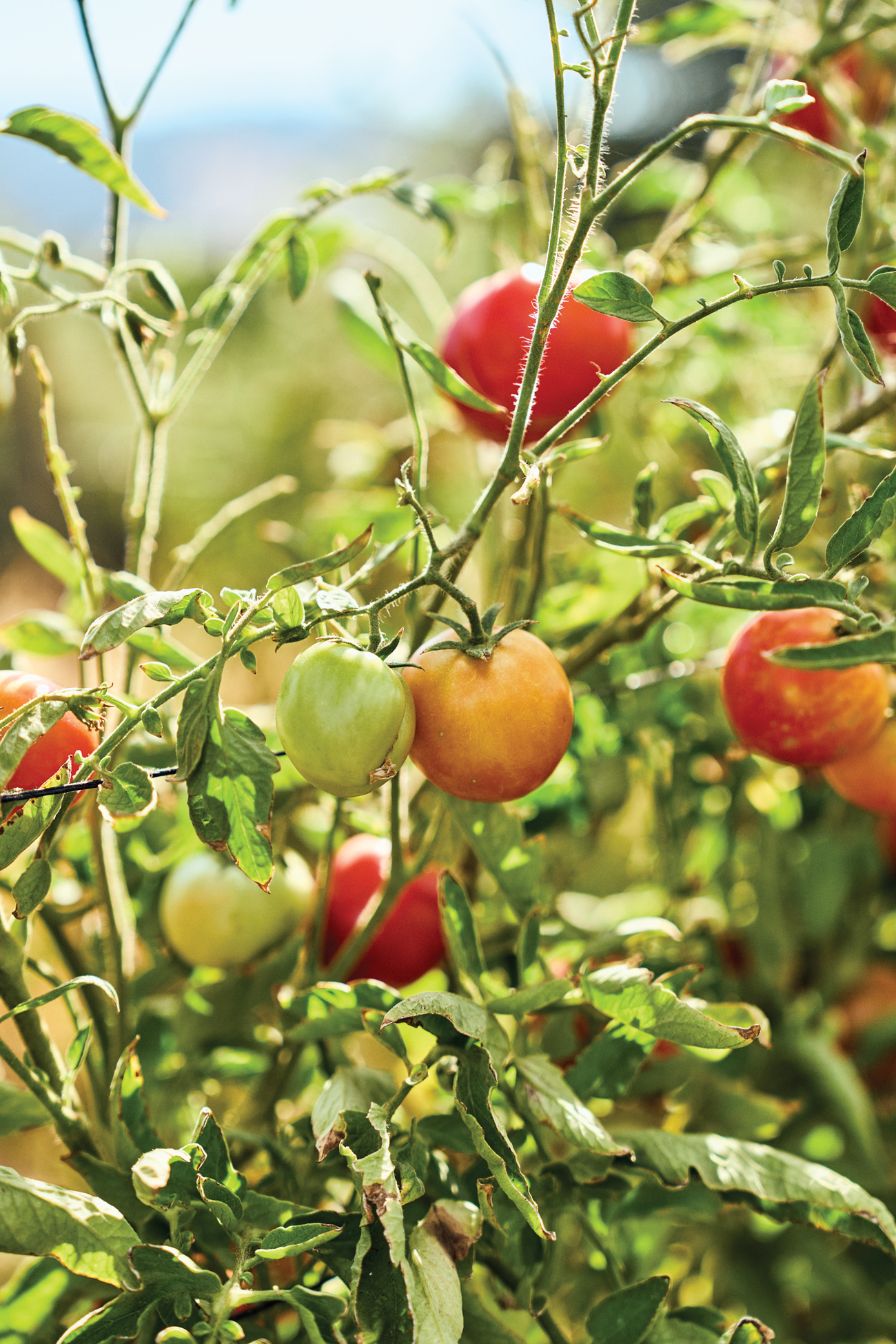 Full Belly Farm Tomato Plants