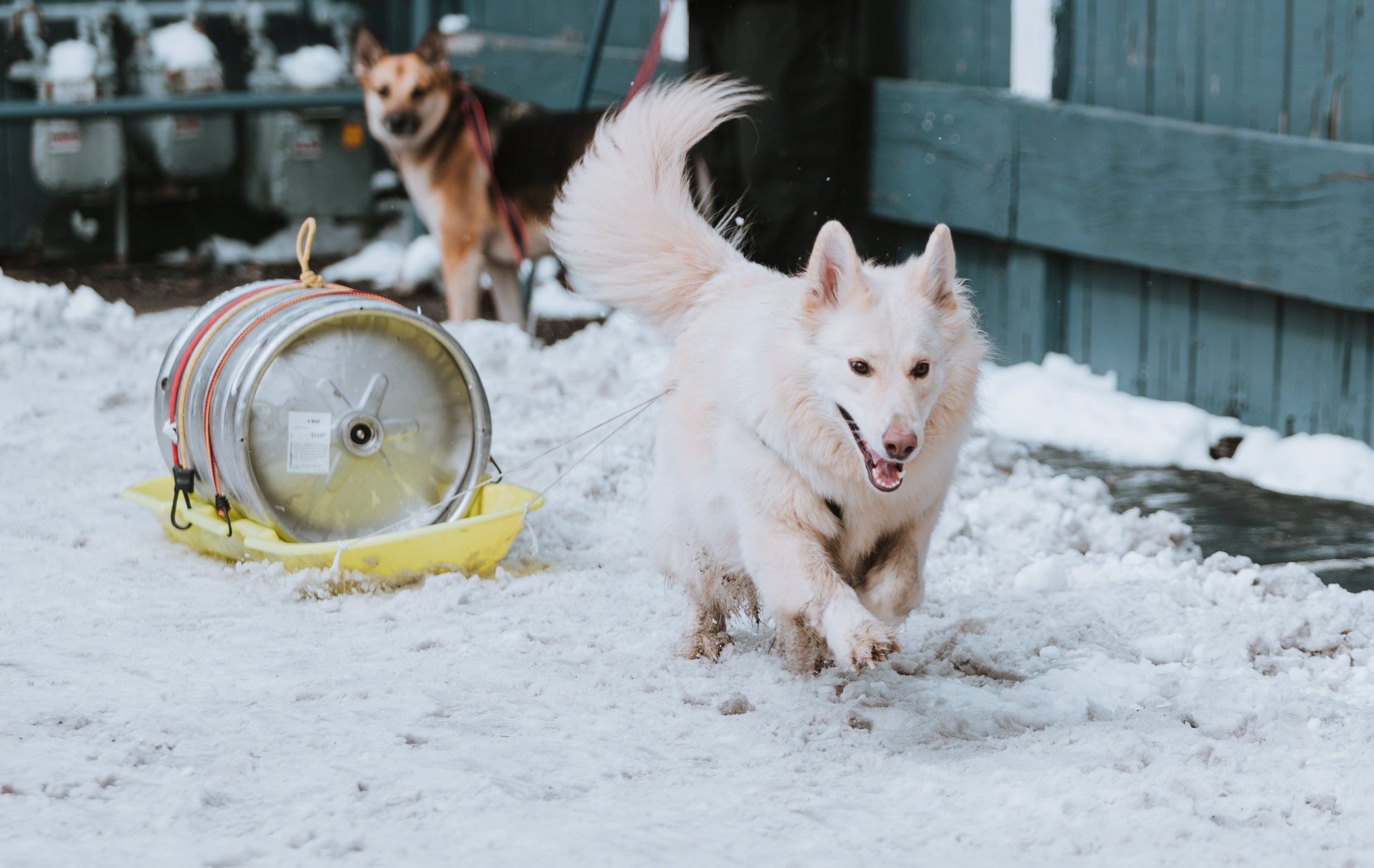 snowfest-dog-pull