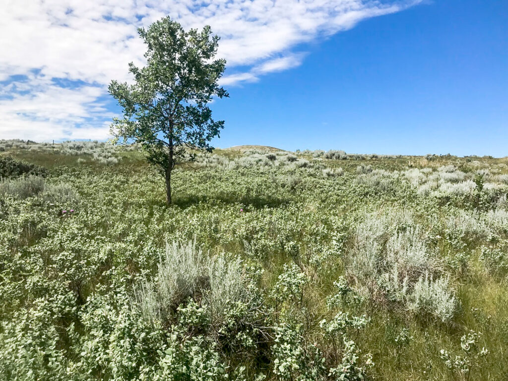 Gambel Oak Tree Montana