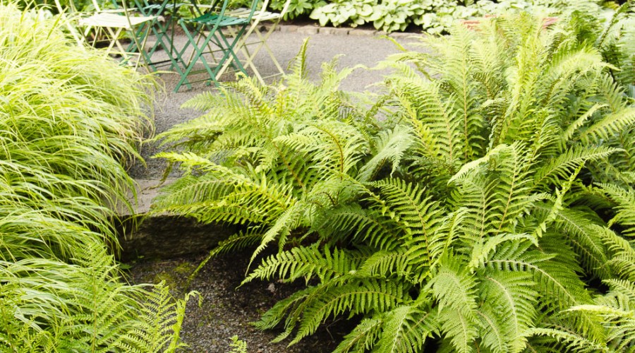 create-a-jungle-clearing