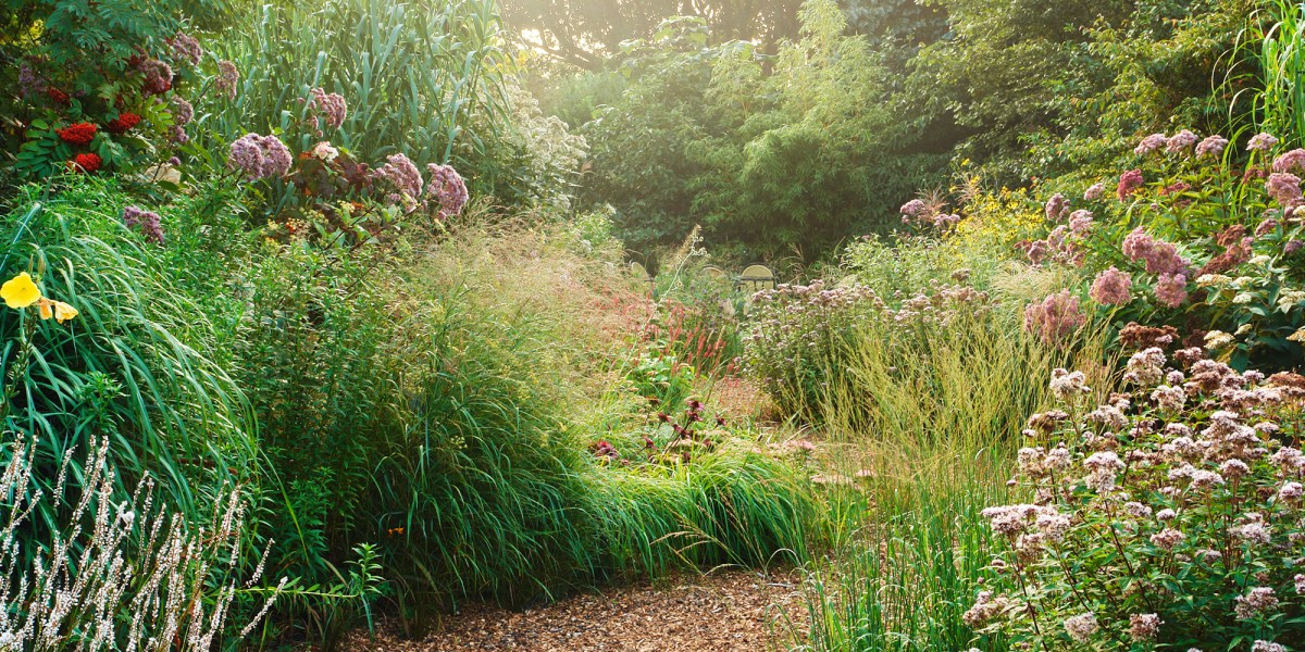 Garden Pathway Perennials Late Summer (0823)