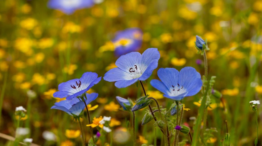 Yes, You Can Create a Super Bloom in Your Own Yard This Year—But Hurry Before It's Too Late