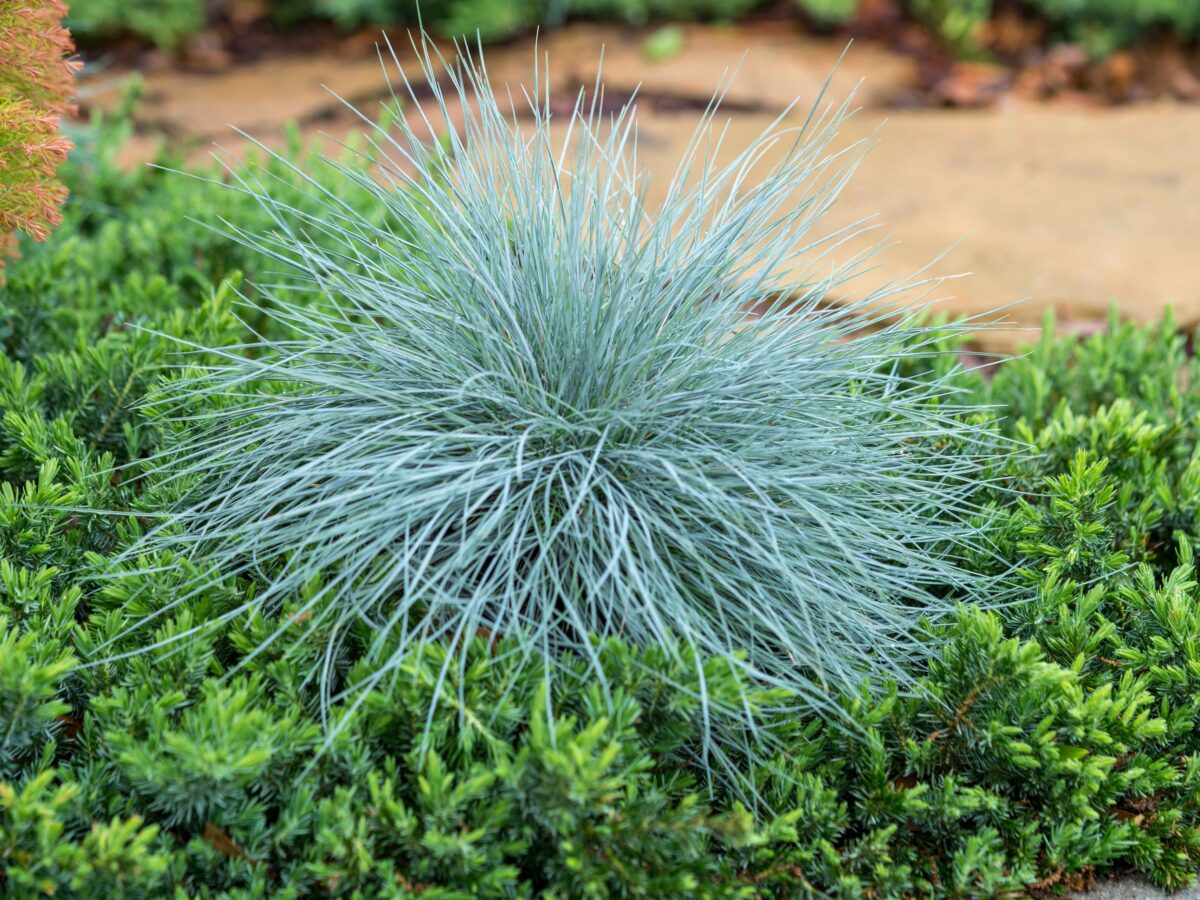 Festuca 'Beyond Blue'