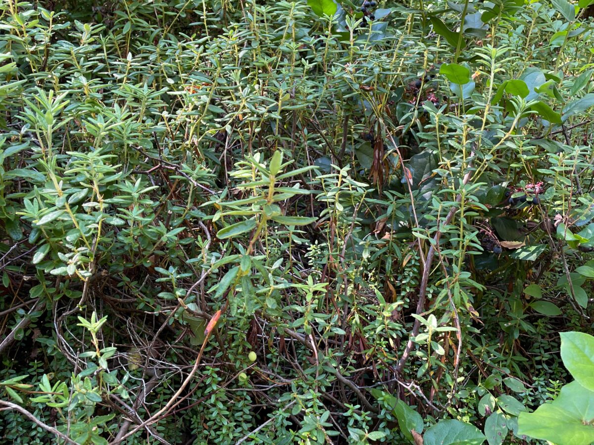 Labrador Tea, Blueberry and Salal Shrubs