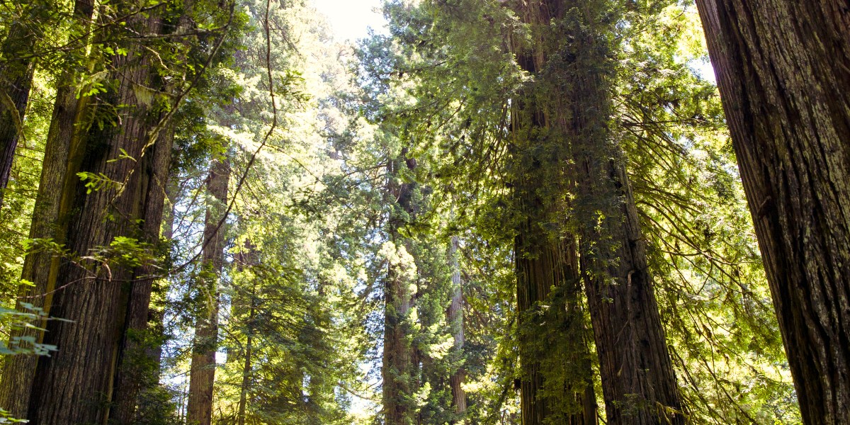 Save the Redwoods League
