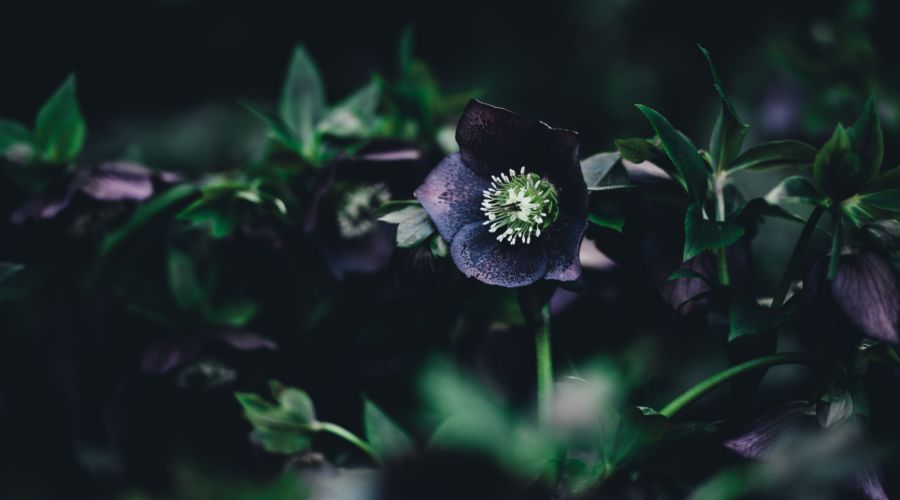 Black Flowers for a Goth Garden - Laidback Gardener