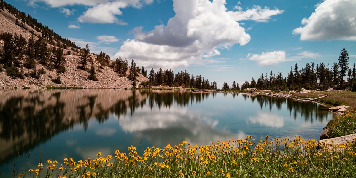 Great Basin National Park Johnson Lake Flowers