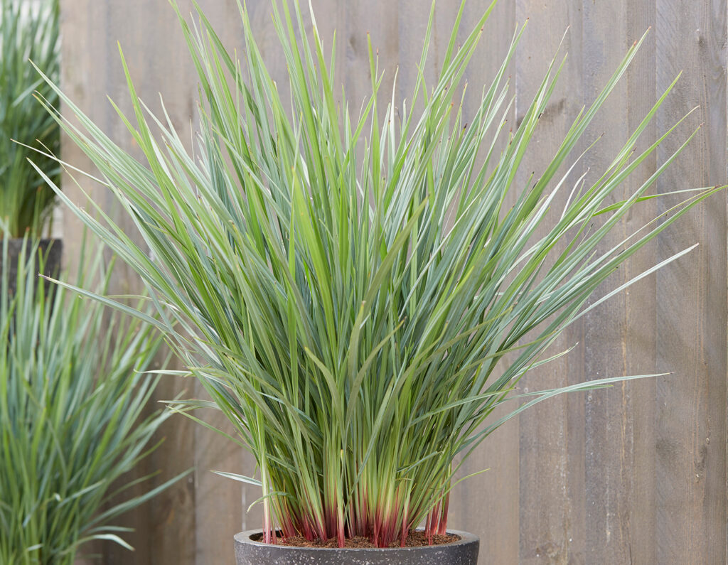 Dianella 'Coolvista'