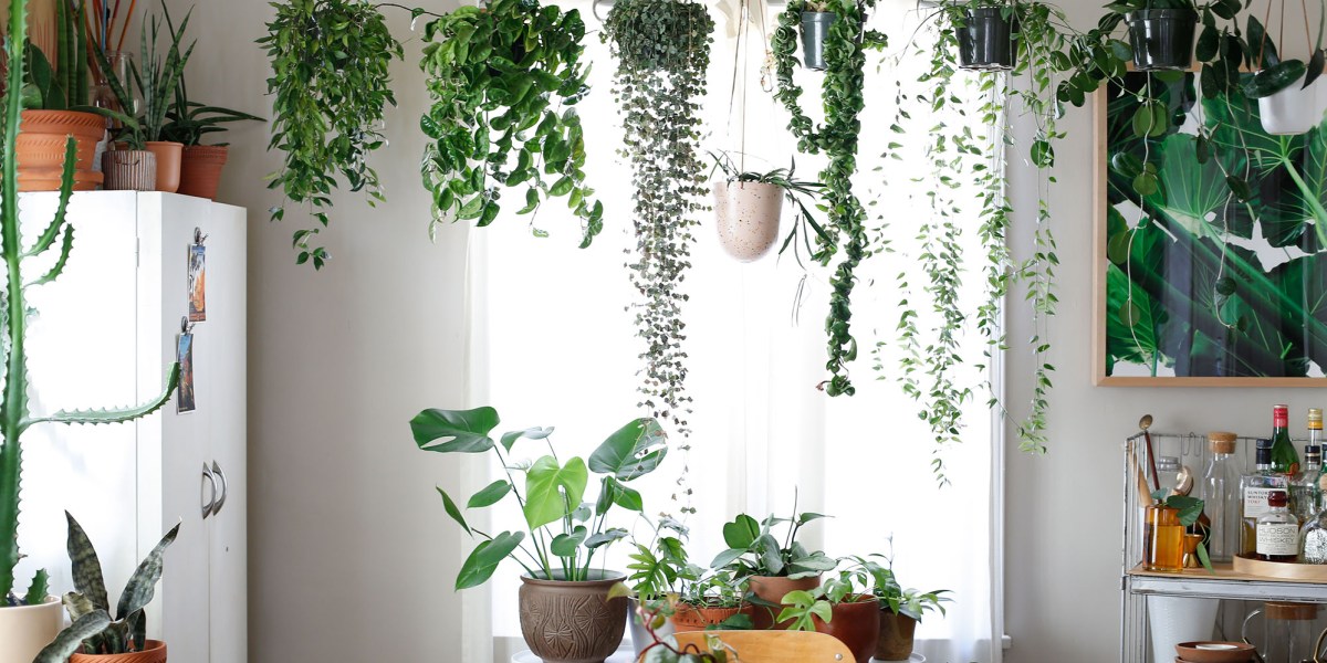 Houseplants in Dining Room