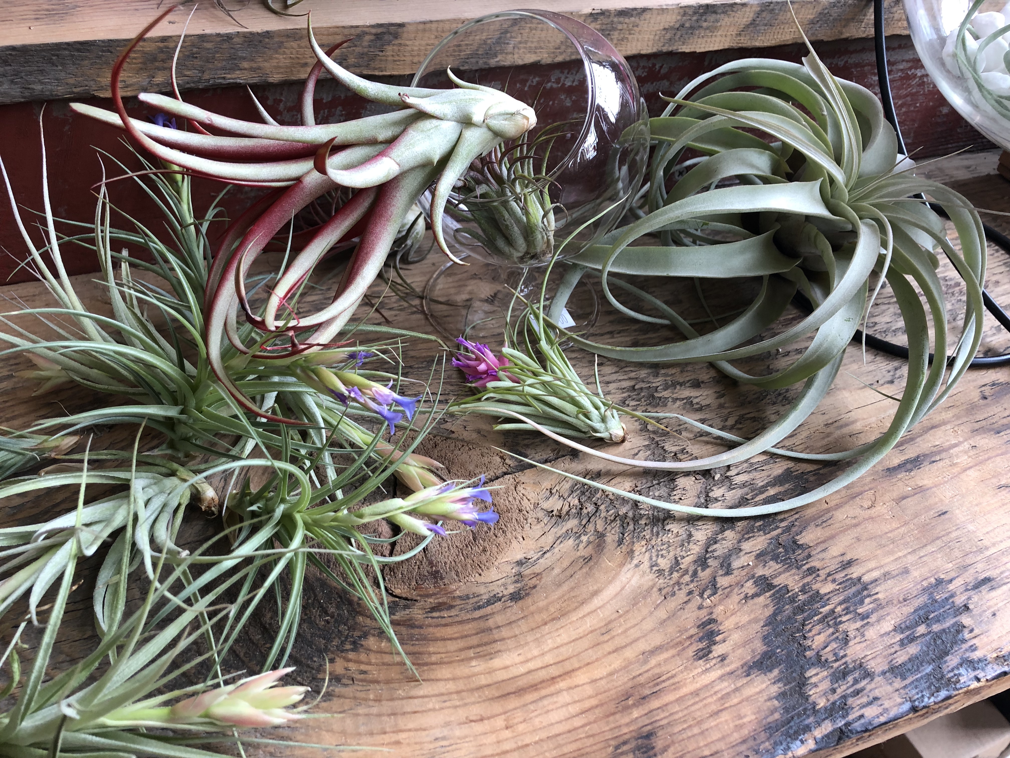 Air Plant Care 101: Complete Guide to Caring For Tillandsia