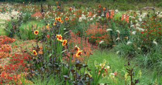 Summer Border with Moonfire Dahlias