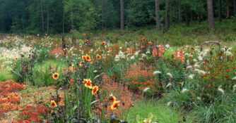 Summer Border with Moonfire Dahlias