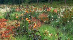 Summer Border with Moonfire Dahlias