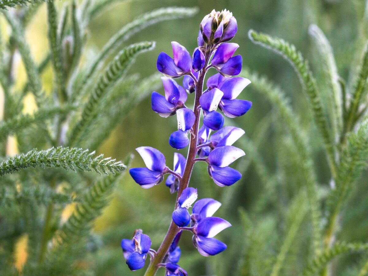 Lupinus Bicolor