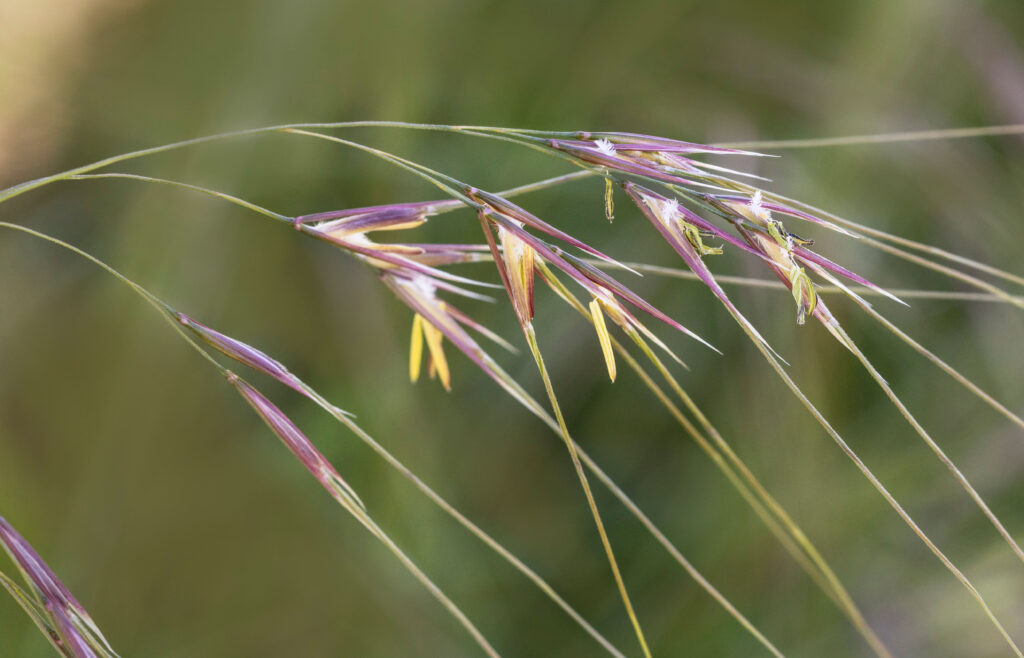 Stipa pulchra