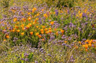 Hedgerow Farms Wildflowers