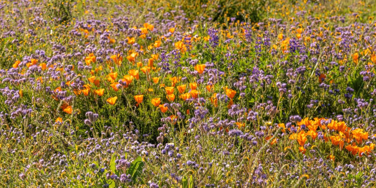 Hedgerow Farms Wildflowers