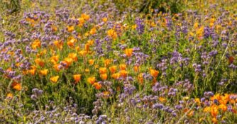 Hedgerow Farms Wildflowers