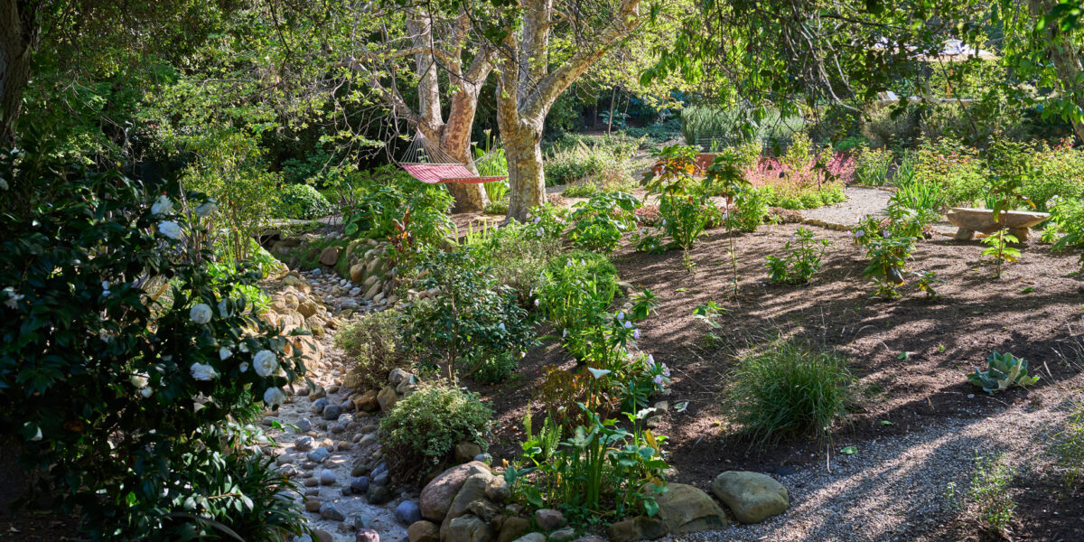 Hammock Creek Native Plants