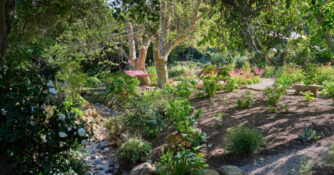 Hammock Creek Native Plants