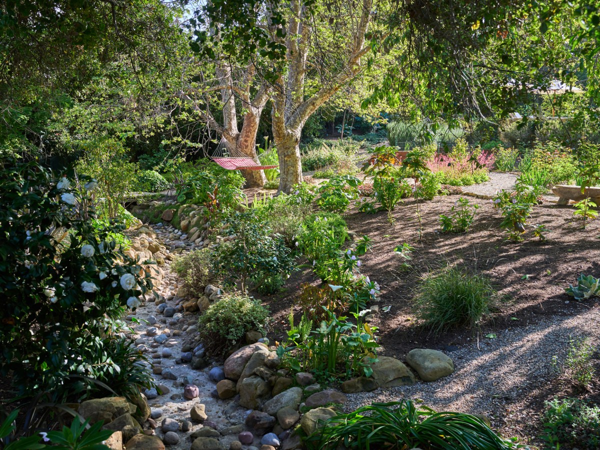 Hammock Creek Native Plants