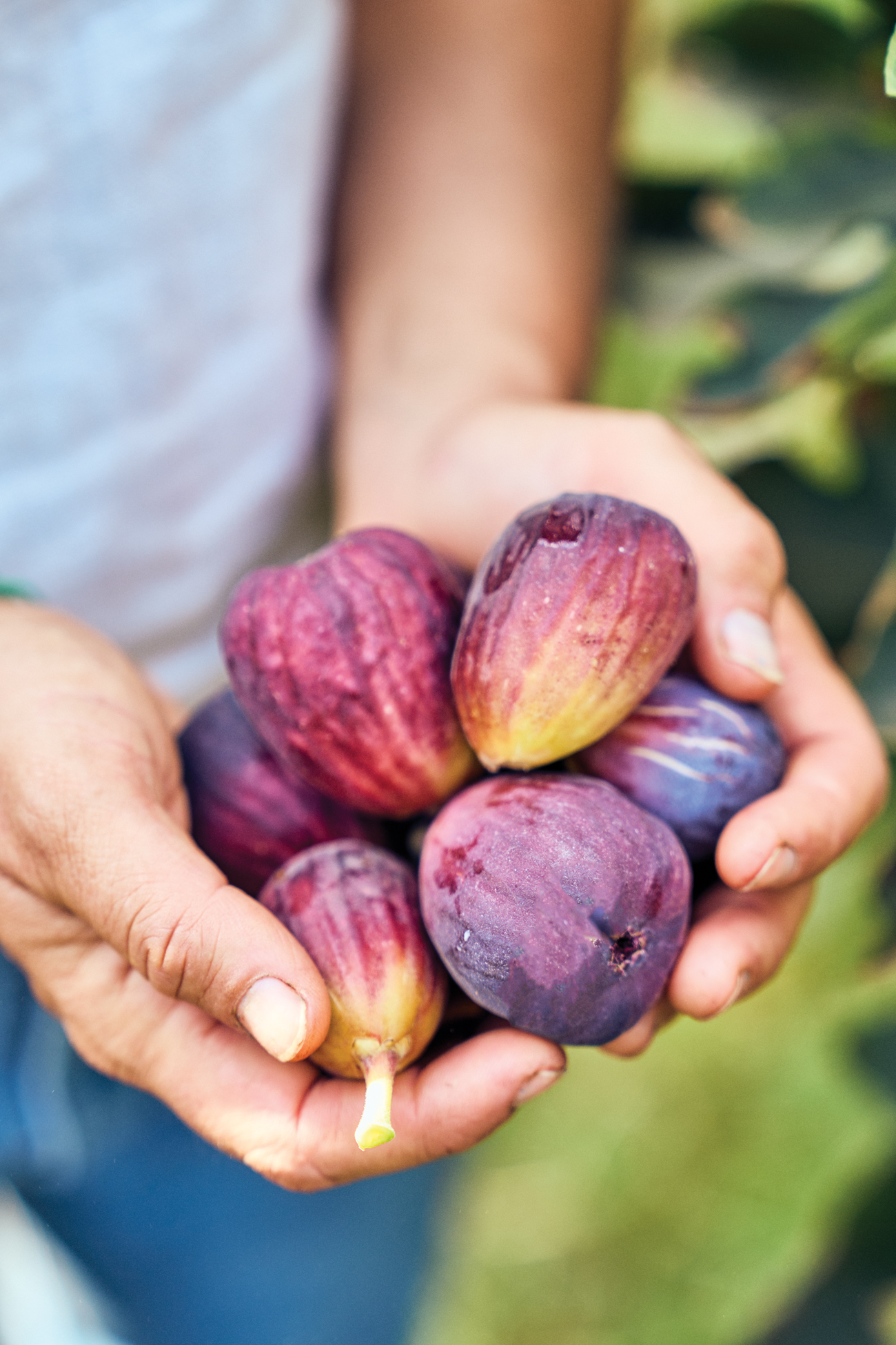 Harvesting Figs Full Belly Farm