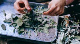 Harvesting Sage Salvia Garden