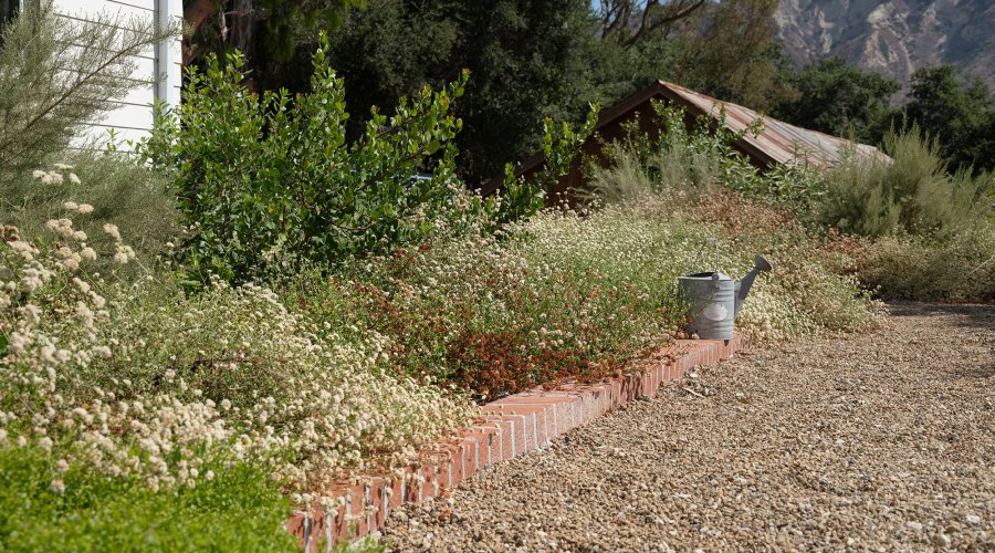 6 Ways You Can Heat-Proof Your Habitat Garden This Summer