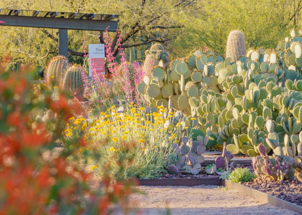 Desert Botanical Cacti