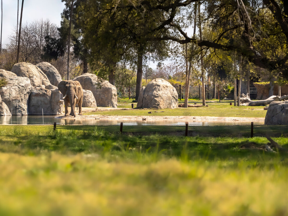 Fresno African Adventure Park