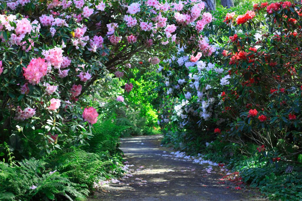 Mendocino Botanical Gardens Rhododendrons
