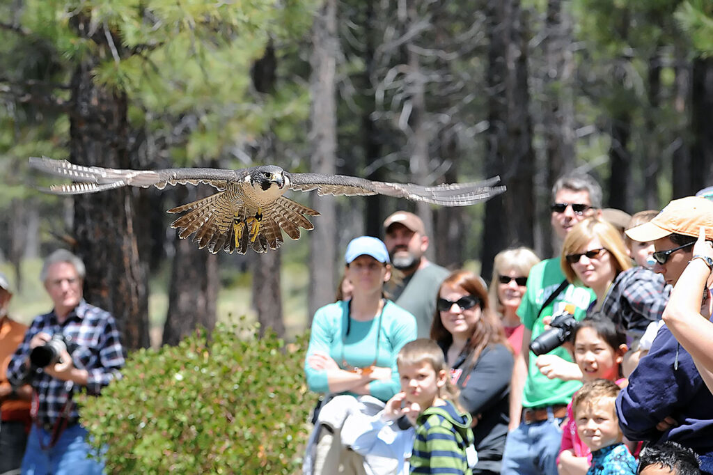 High Desert Museum Raptors of the Desert Sky