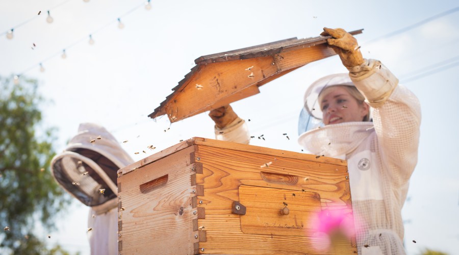 How to Build a Successful Bee Garden, According to a Professional Beekeeper